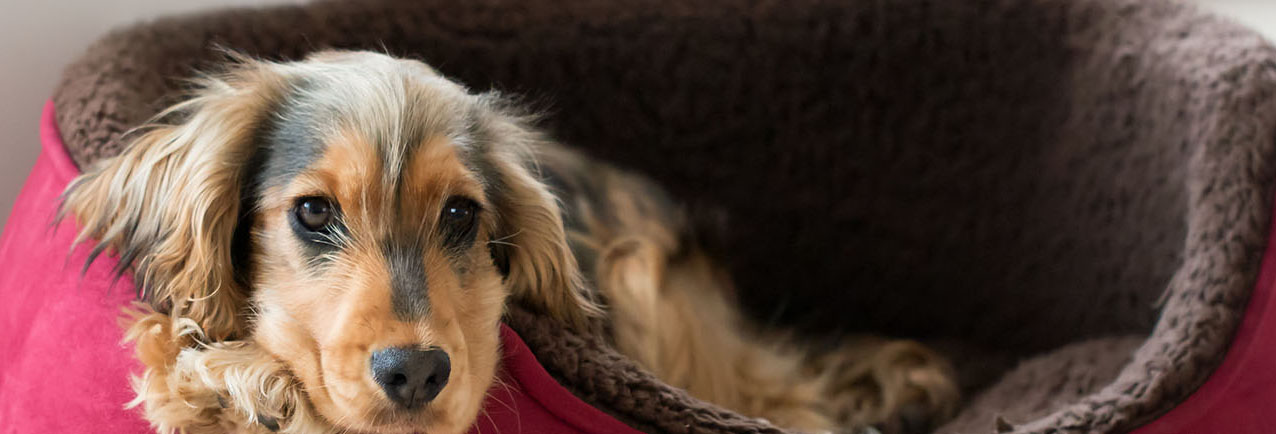 Eight-month-old English Show Cocker Spaniel puppy, lying in dog bed with head and paws over side. Looking straight at camera.