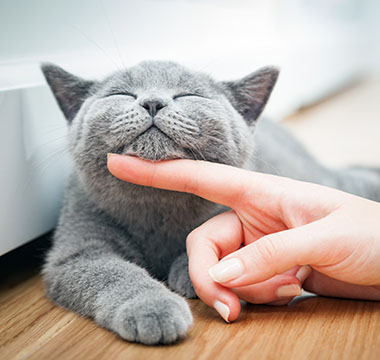 Happy kitten likes being stroked by woman's hand. The British Shorthair