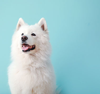 Cute Samoyed dog on color background