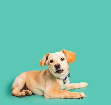 Petcover (Petplan) Insurance Review (2023): All You Need To Know