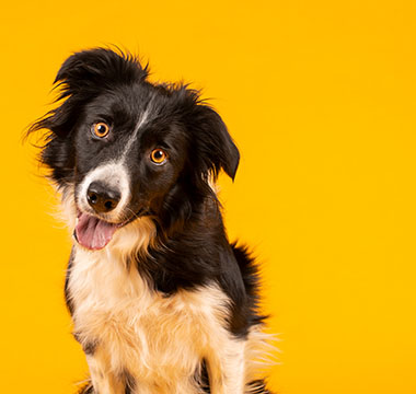 Crazy looking black and white border collie dog say looking inte