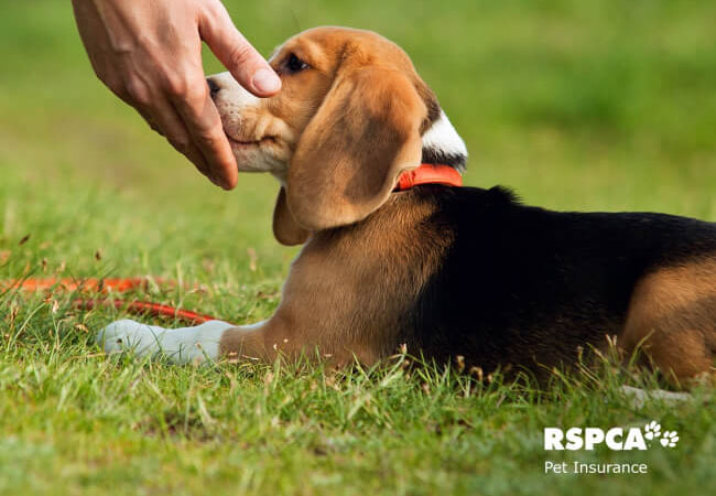 RSPCA Pet Insurance dog petting on grass